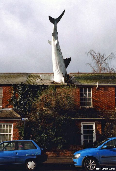 дом с акулой