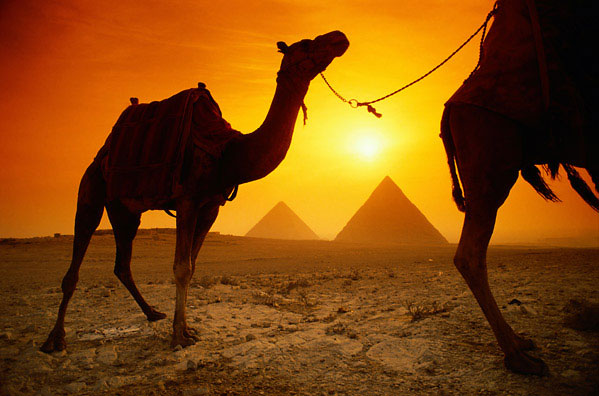 верблюды у пирамиды хеопса