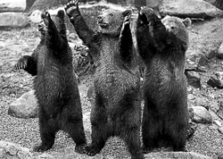 медведи в берне