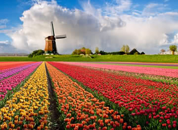 цветочная голландия