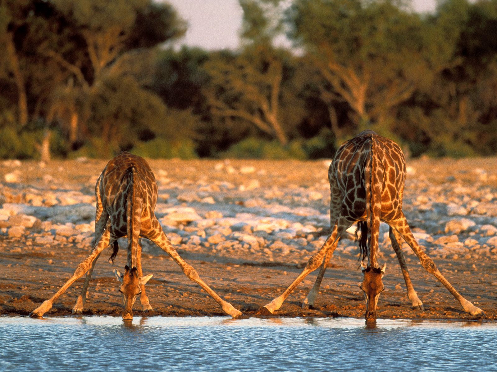 жирафы намибии