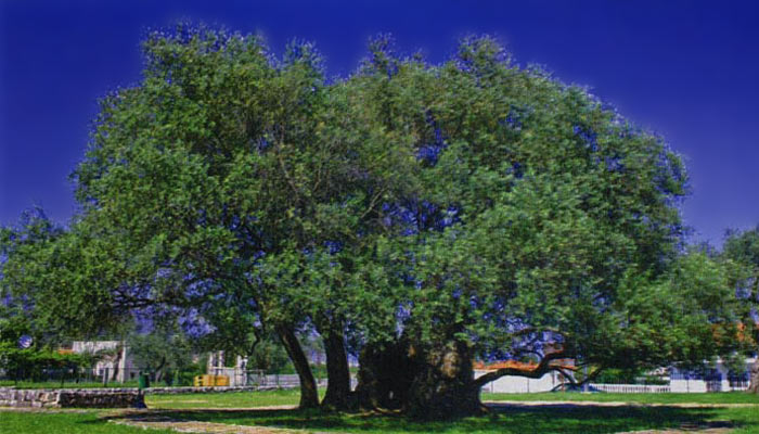 маслинное древо