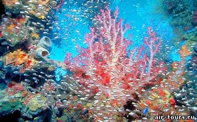 кораллы хикадувы