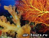 Коралловый риф в Египте